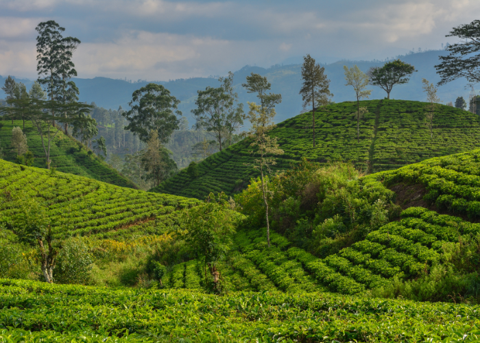 THE ESSENCE OF SRI LANKA